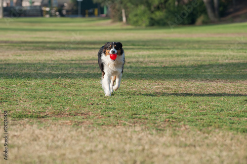 Wide view Australian Shepard dog smiling while fetching the ball at park. © motionshooter