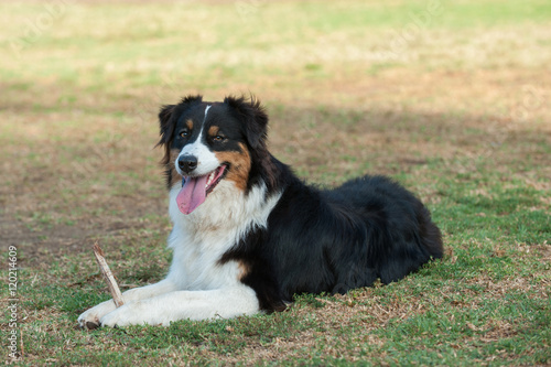 Australian Shepard dog smiling while lying in the grass at park.