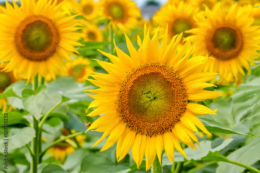 ヒマワリの花