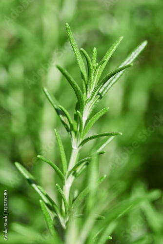 Fresh rosemary herb growing in a garden  Rosmarinus officinalis 