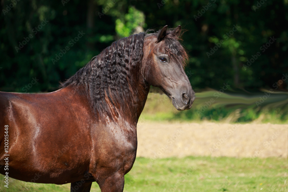 Fototapeta premium Friese