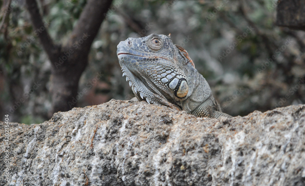 Lizard reptile animal Lizard reptile animal