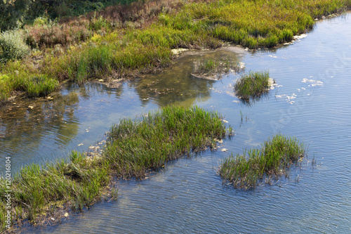 thickets in water