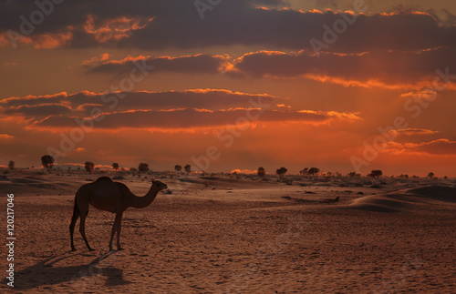 Camels in the desert © arbalest