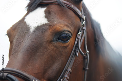 An eye of a dark brown horse