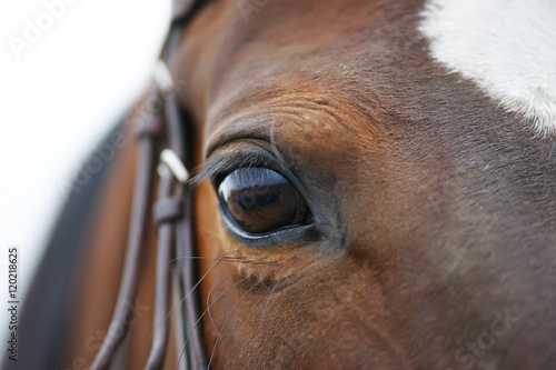 An eye of a dark brown horse