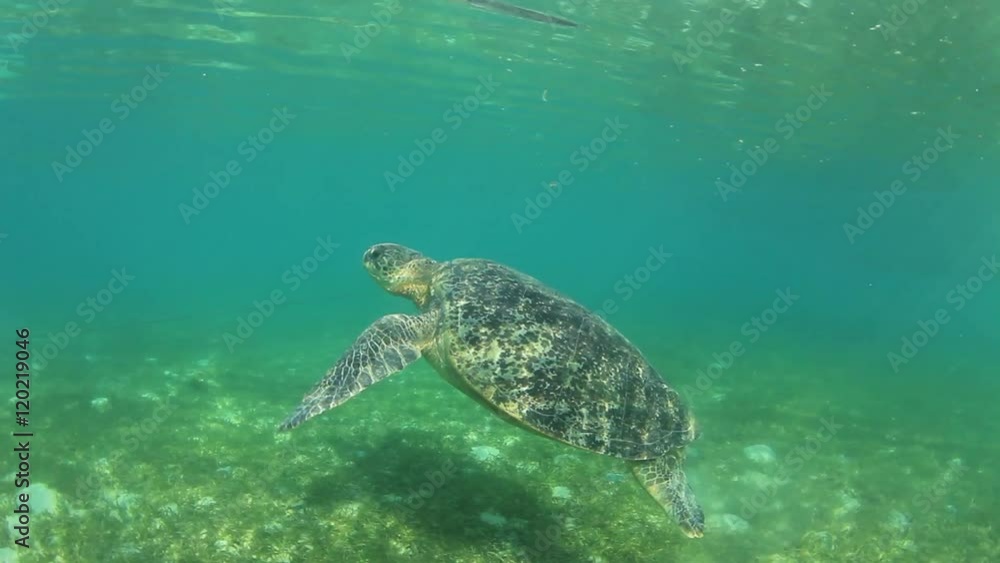 Green Sea Turtle Green Sea Turtle