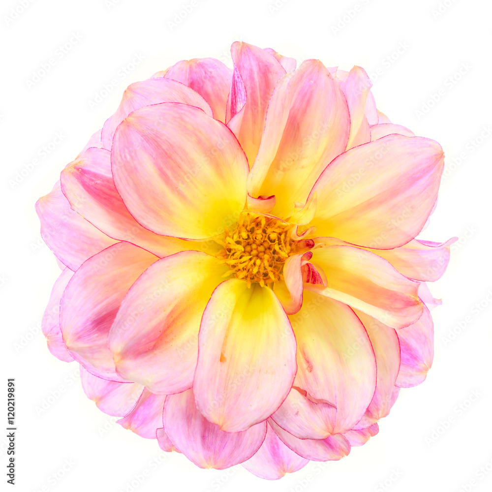 Pretty Pink Dahlia on a white background Pretty Pink Dahlia on a white background
