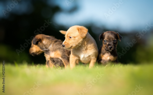 Three small puppies on green grass