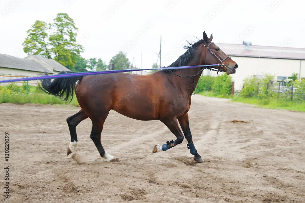 Happy dark brown horse running around outdoors on a lead