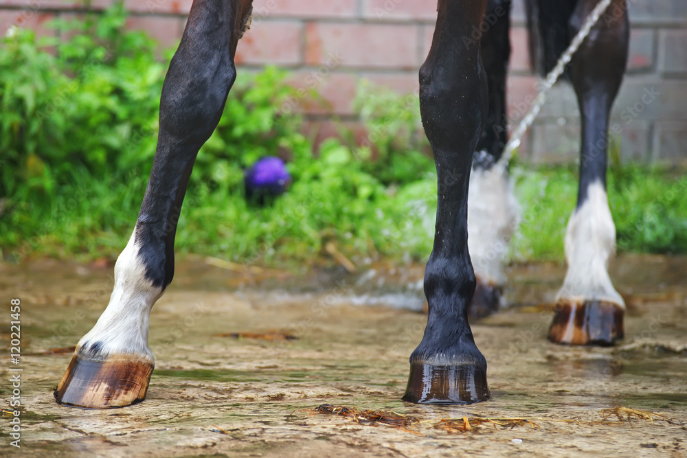 Fototapeta premium Wet dark brown horse legs being washed with a water after the training outdoors