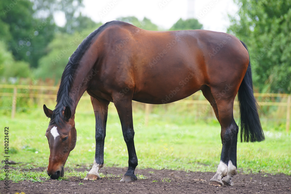 Fototapeta premium Dark brown horse staying outdoors on a pasture and eating green grass at summer