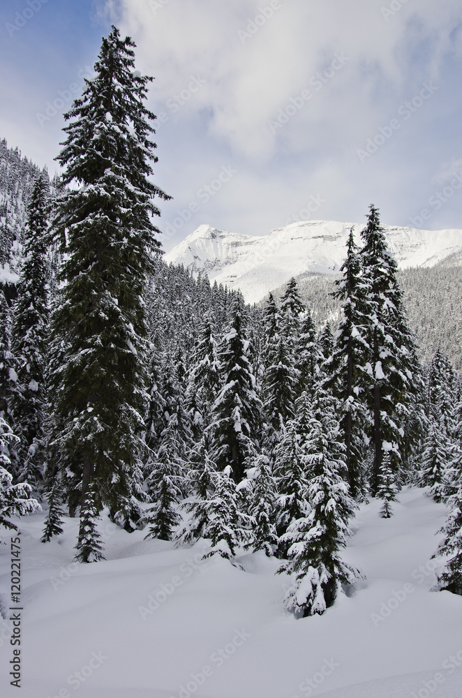 Glacier National Park, Canada. Winter landscape.