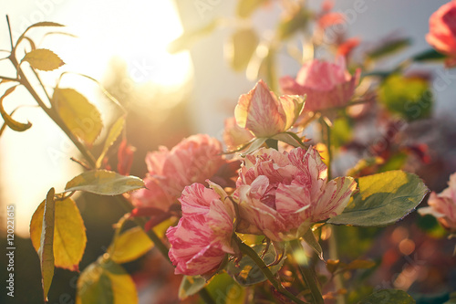 Pink Bourbon roses in the evening light