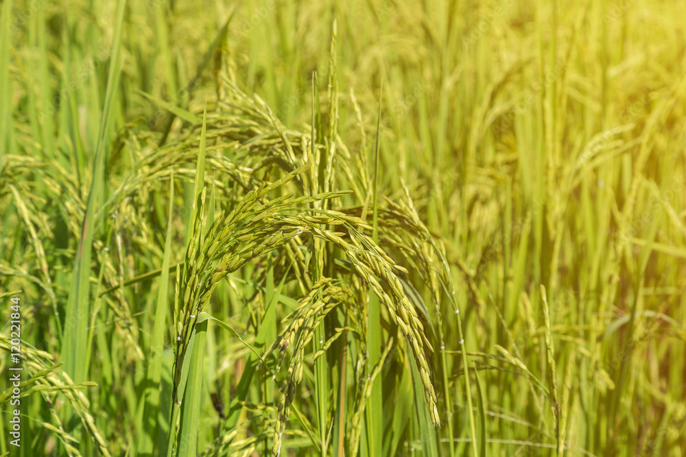 Young spike ear of jasmine rice in plantation paddy green field in the morning. Young spike ear of jasmine rice in plantation paddy green field in the morning.
