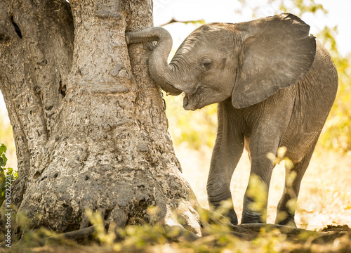 Young Elephant Calf Playing With Trunk