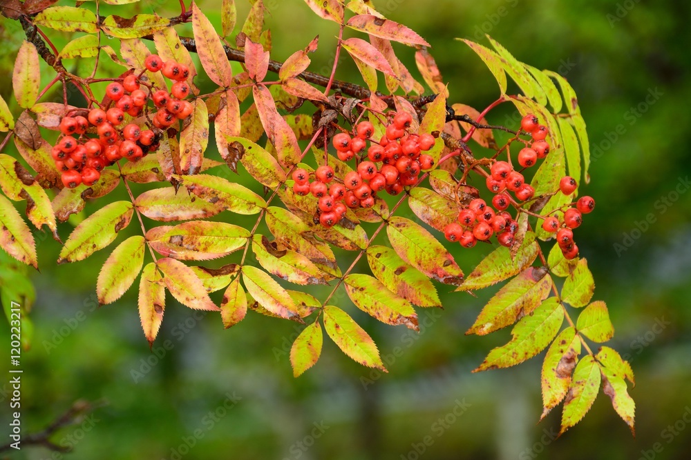 Obraz premium 初秋の小雨降る中のななか