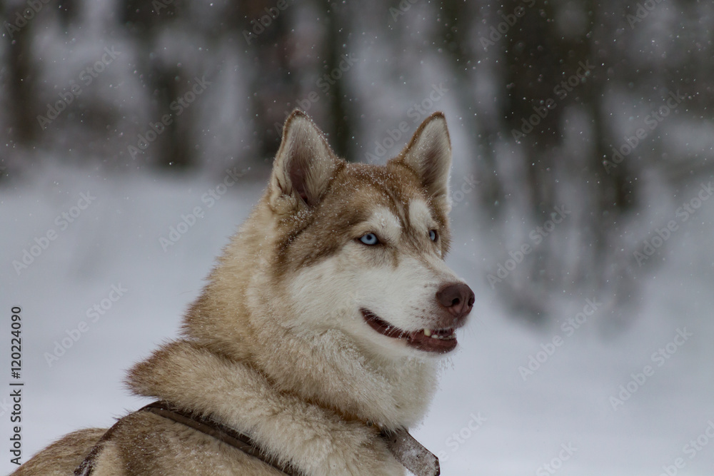 Naklejka premium Husky im Winter III