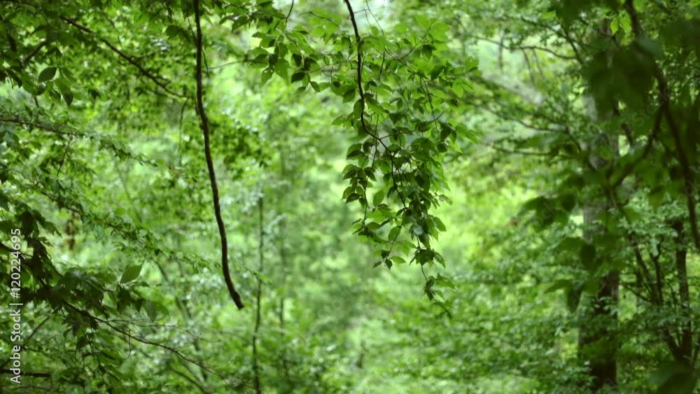 Handheld shot of tree branches and leaves blowing in the wind, from the perspective of a cliff or other tree. Handheld shot of tree branches and leaves blowing in the wind, from the perspective of a cliff or other tree.