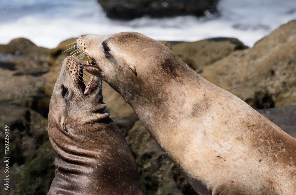 Fototapeta premium Two Sea Lions play on a southern California beach