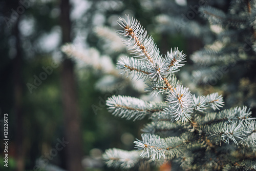 Sprig of blue spruce in the park