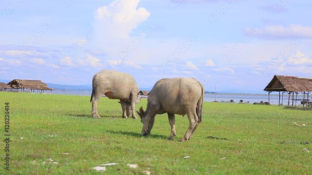 Buffalo in pasture at northern of Thailand Buffalo in pasture at northern of Thailand
