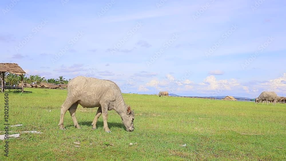 Buffalo in pasture at northern of Thailand Buffalo in pasture at northern of Thailand