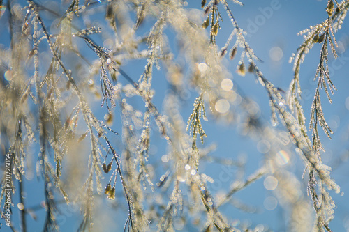 Closeup of foliage twinkles with silver and gold dew under the blue morning sky © rabbitti