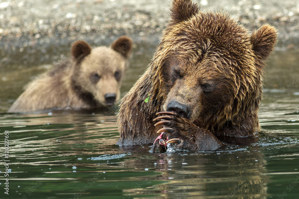 Brown bear does not want to share caught salmon with her cubs. Kurile Lake.