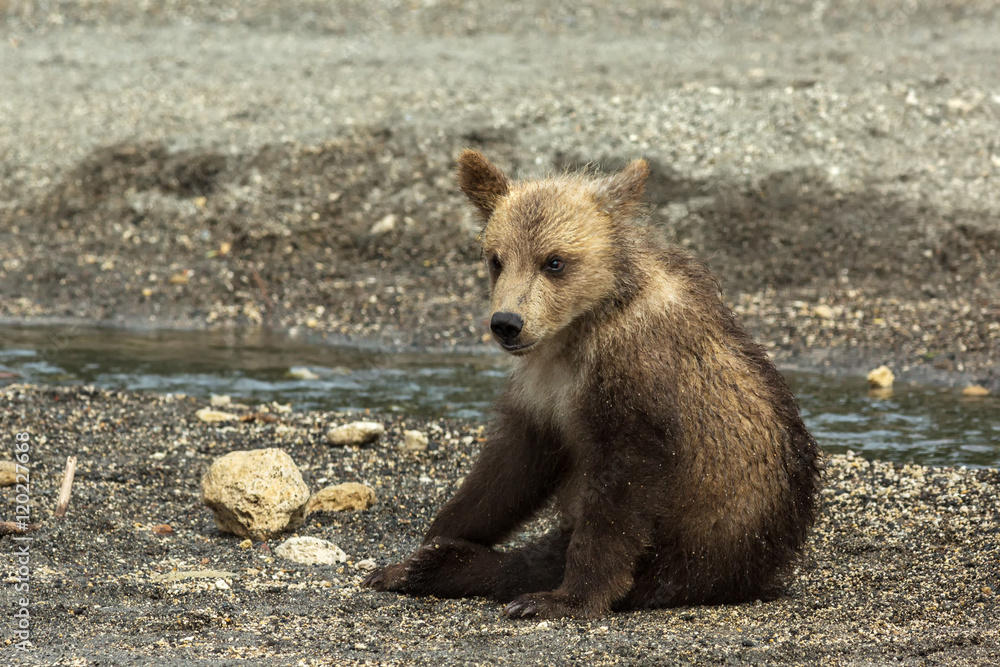 Fototapeta premium Brown bear cubs on the shore of Kurile Lake.