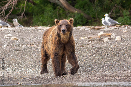 Brown bear on the shore of Kurile Lake. © Julia Mashkova