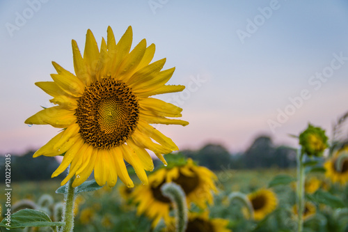 Fototapeta Naklejka Na Ścianę i Meble -  Sunflower stands out in field in the early morning