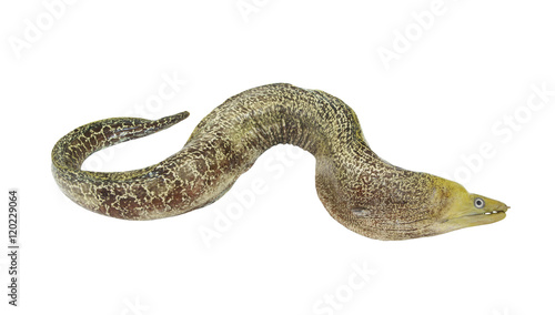 Photos Moray eel fish isolated on white background