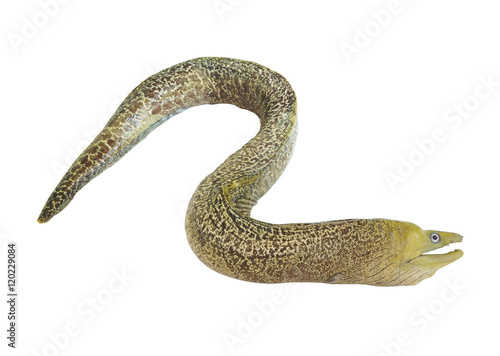 Moray eel fish isolated on white background photo