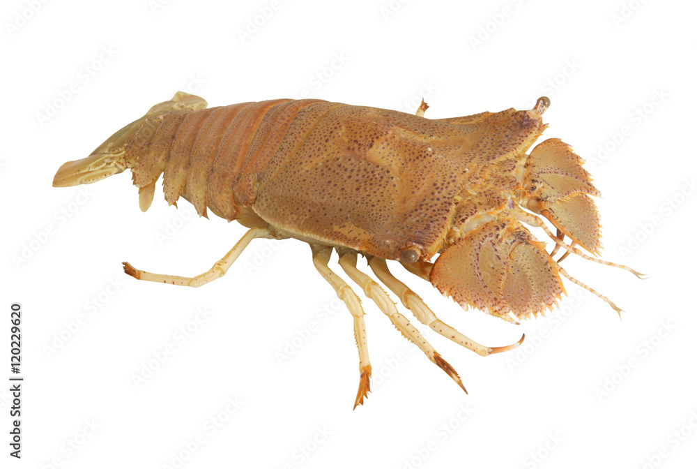 Flathead lobster isolated on white background Stock Photo | Adobe Stock