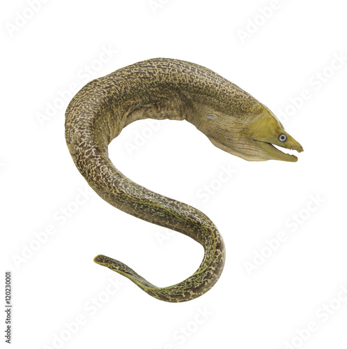 Moray eel fish isolated on white background photo