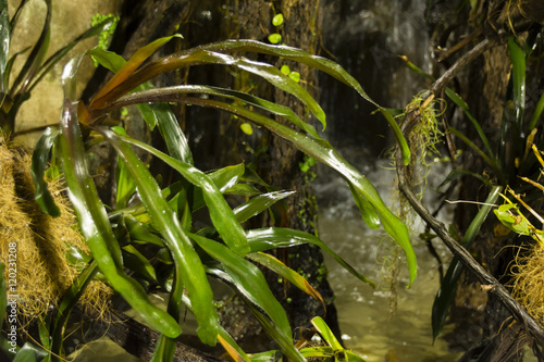 Green leaves of jungle waterfall.