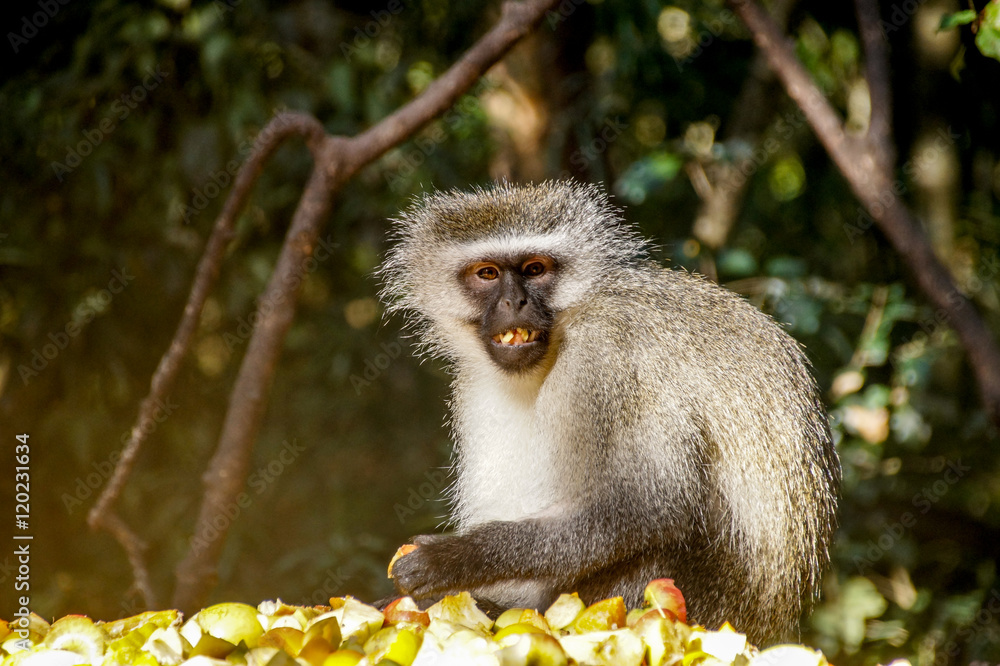 Fototapeta premium Monkey in Sanctuary, South Africa