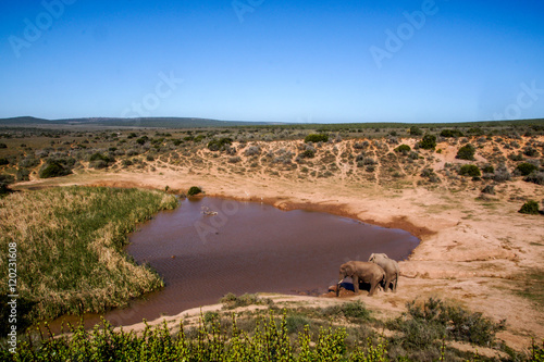 Elephants Drinking at Waterhole in Addo Elephant National Park  South Africa