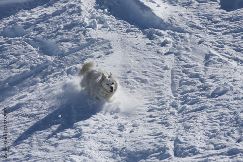 American Eskimo White Dog Running Fast on Snowy Powder Mountain
