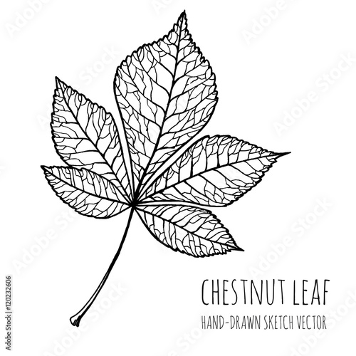Autumn leaves. Hand-drawn doodle illustration for adult coloring books