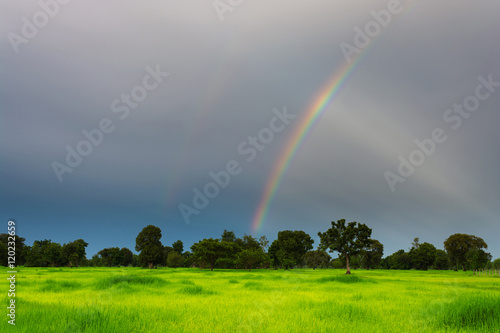 Rice field and sky with rainbow. Beautiful nature background. Ri