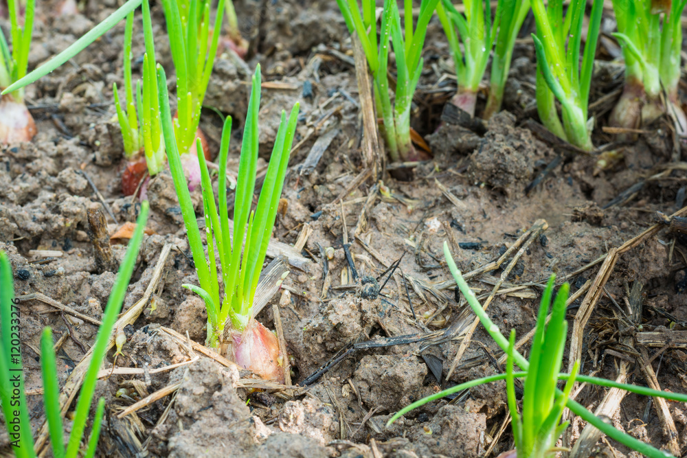 Spring onion are growing on farm. closeup. Spring onion are growing on farm. closeup.