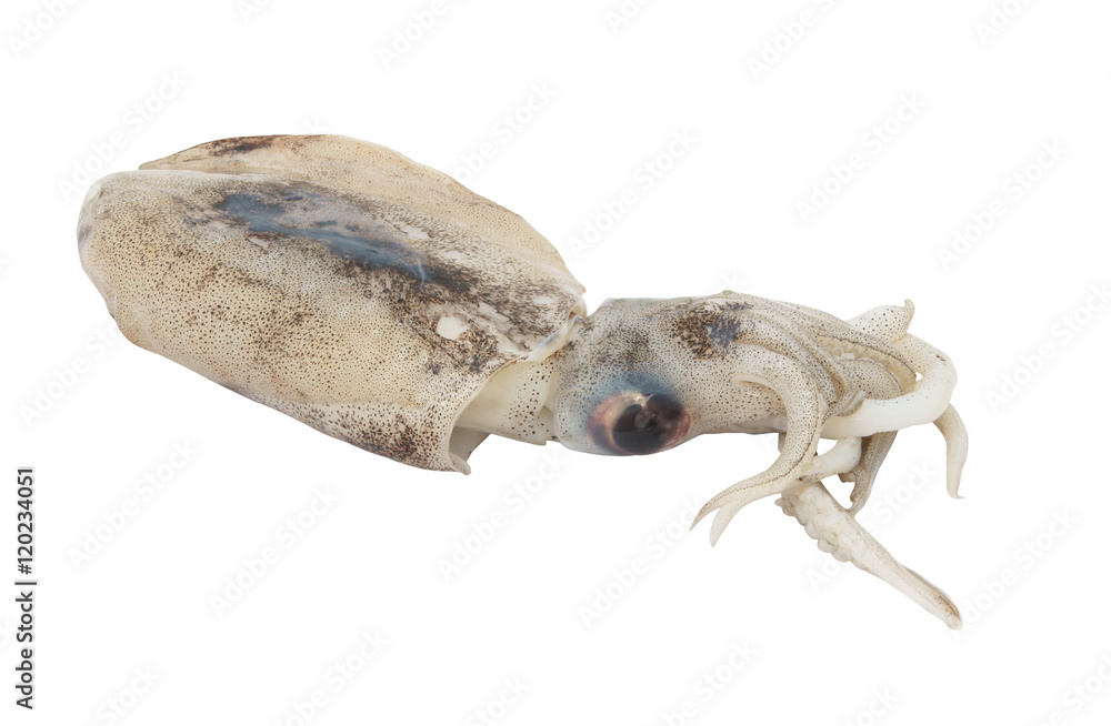 Fresh squid isolated on white background Fresh squid isolated on white background