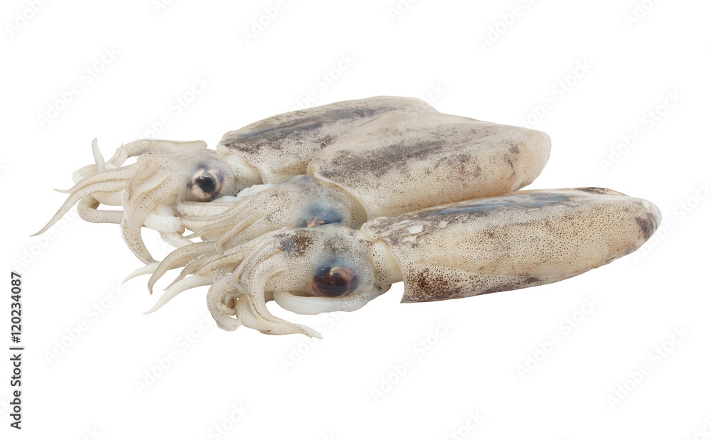 Fresh squids isolated on white background Fresh squids isolated on white background