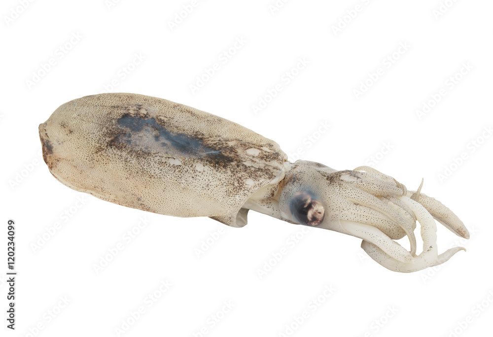 Fresh squid isolated on white background Fresh squid isolated on white background