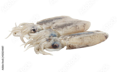 Fresh squids isolated on white background