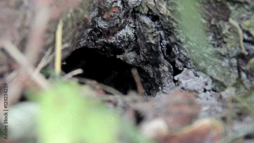 entrance to the nest of wasps (Vespula vulgaris) in the roots of tree entrance to the nest of wasps (Vespula vulgaris) in the roots of tree