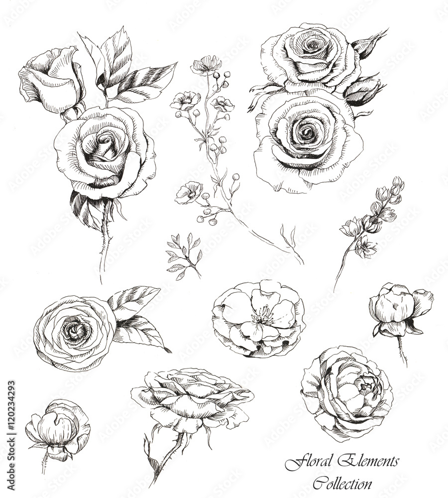 Hand-drawn collection of line art floral elements. Roses and dog-roses flowers and buds, different twigs for decorative compositions. Sketches