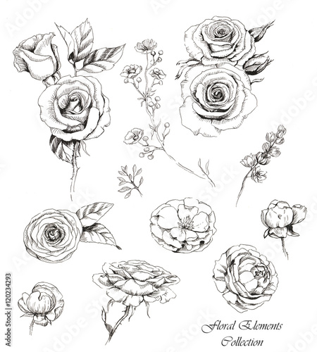 Hand-drawn collection of line art floral elements. Roses and dog-roses flowers and buds, different twigs for decorative compositions. Sketches © anastasianio